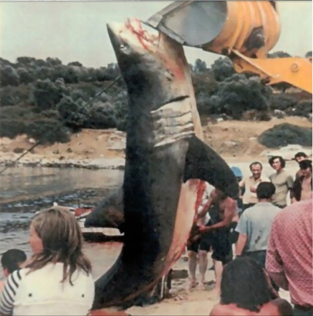 Τεράστιος λευκός καρχαρίας που αλιεύθηκε το 1985 στο Παλιούρι Χαλκιδικής.