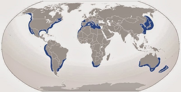 Ο χάρτης της παγκόσμιας επικράτειας του μεγάλου λευκού