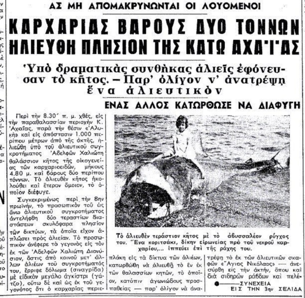 Λευκός καρχαρίας μήκους 5 μέτρων που αλιεύθηκε στην Κ.Αχαία τον Ιούνιο του 1962. 