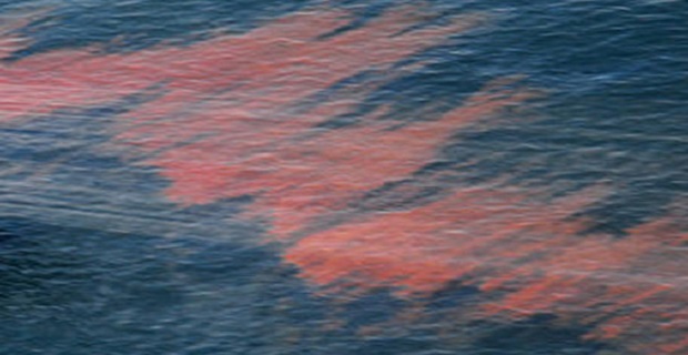 Deepwater Horizon Oil Spill Response in Louisianna